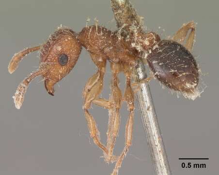 Image of Tetramorium