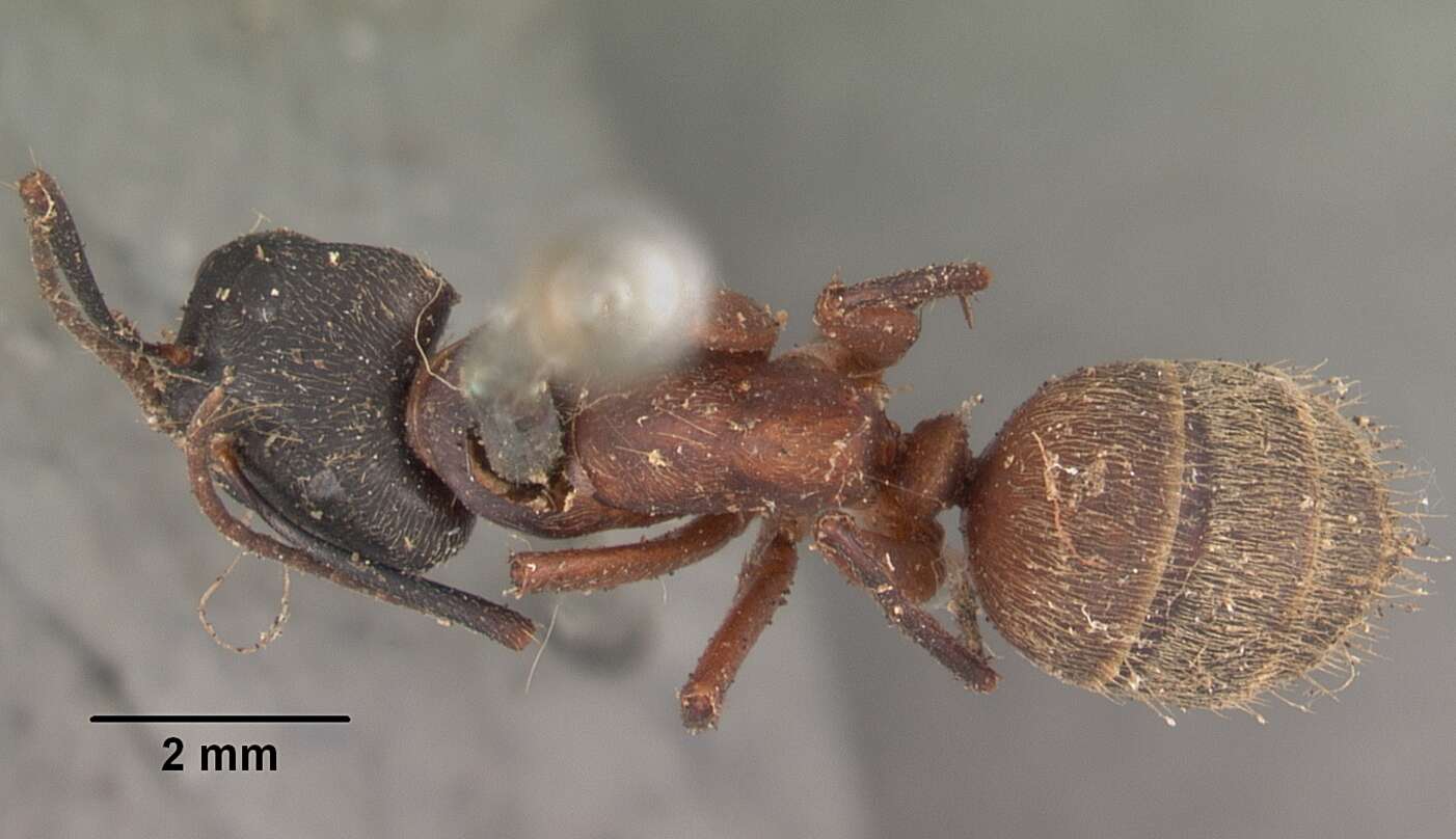 Plancia ëd Camponotus chromaiodes Bolton 1995