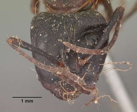 Imagem de Camponotus chromaiodes Bolton 1995