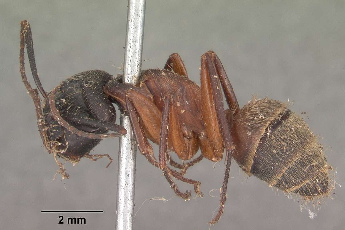 Imagem de Camponotus chromaiodes Bolton 1995