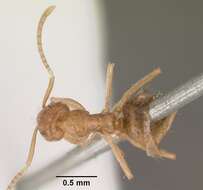 Image of Nylanderia vividula