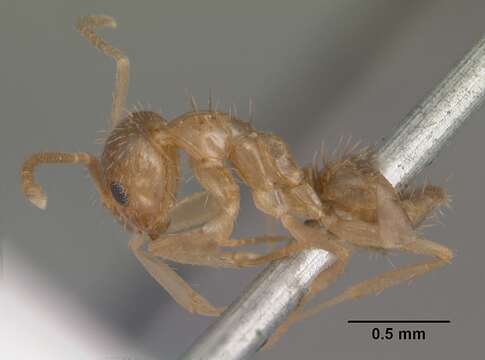 Image of Nylanderia vividula