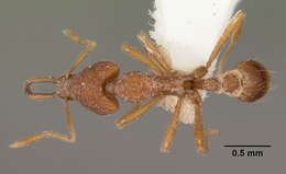 Image of Strumigenys pliocera