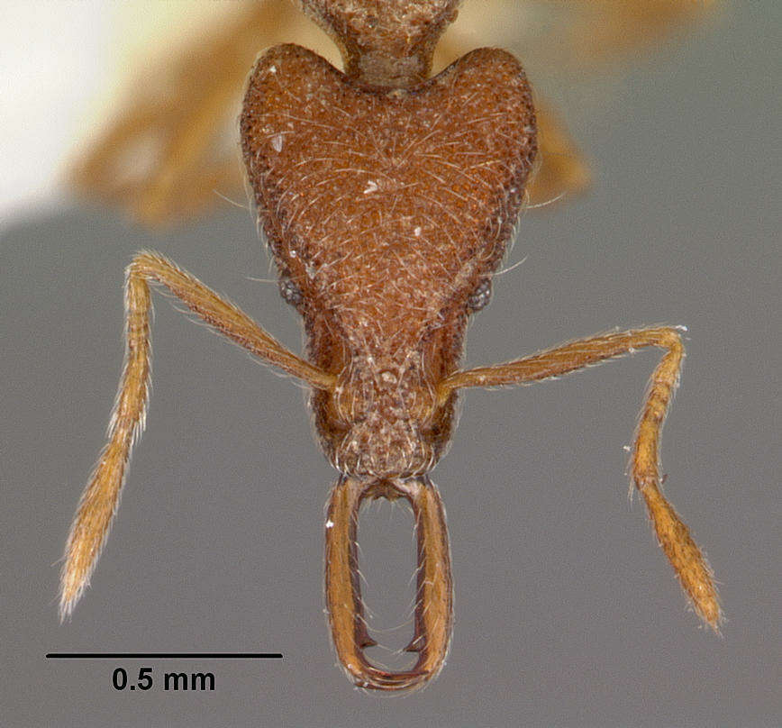 Image of Strumigenys pliocera