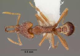 Image of Strumigenys sytaria