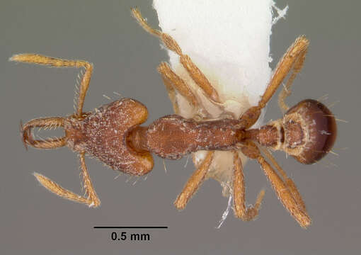 Image of Strumigenys sytaria