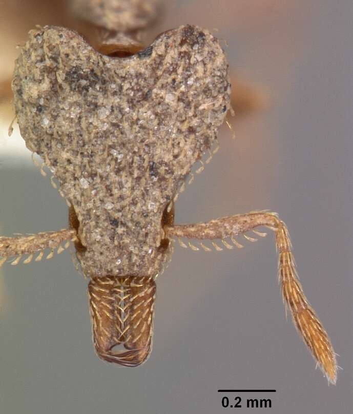 Image of Strumigenys tritomea