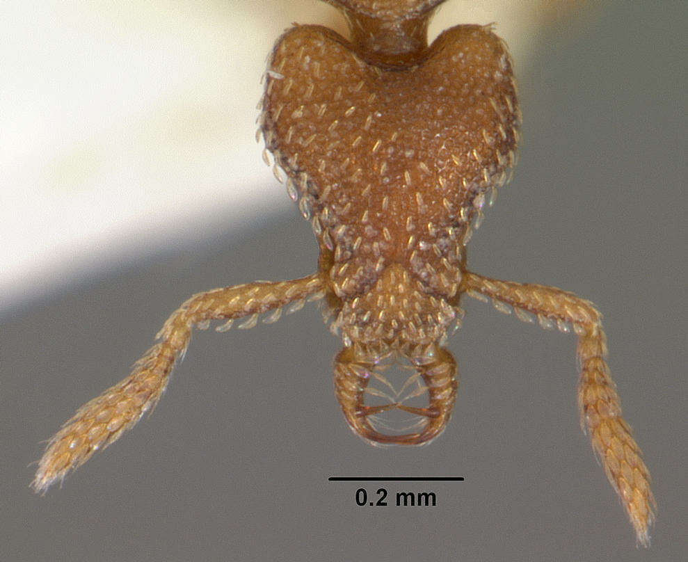 Image of Strumigenys panopla