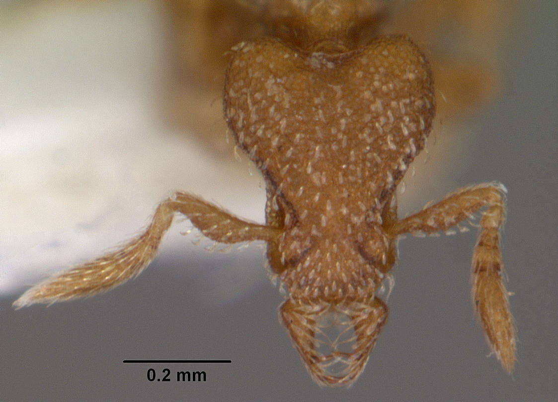 Image of Strumigenys propinqua