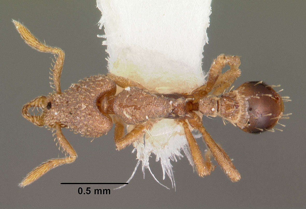 Image of Strumigenys morphica