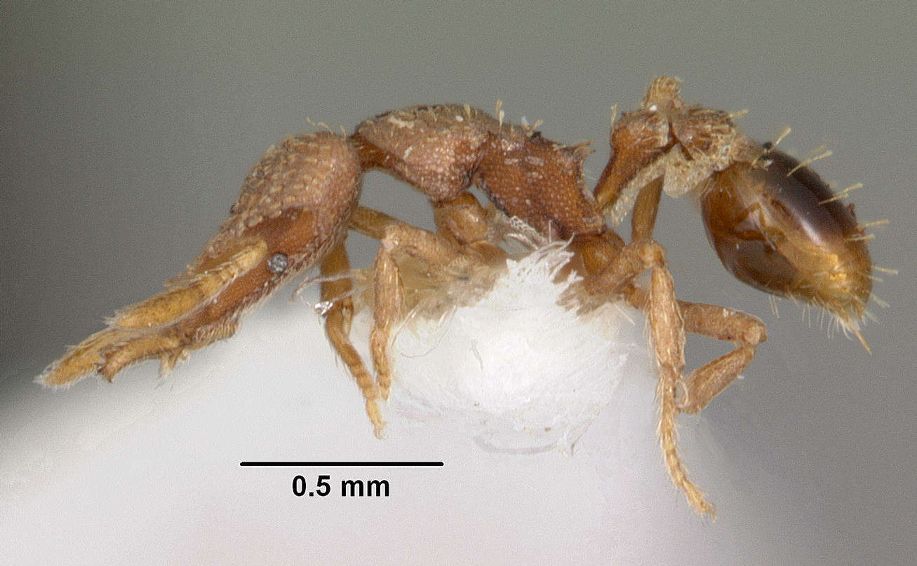 Image of Strumigenys morphica