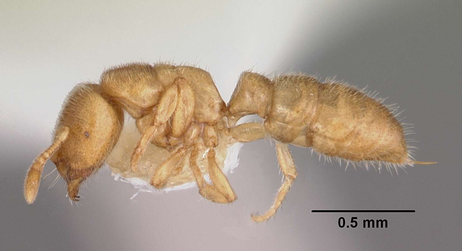 Image of Prionopelta punctulata Mayr 1866