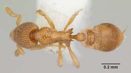 Image of Strumigenys tukulta