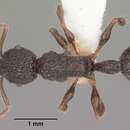 Image of Vombisidris regina Bolton 1991