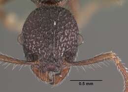 Image de Vombisidris regina Bolton 1991