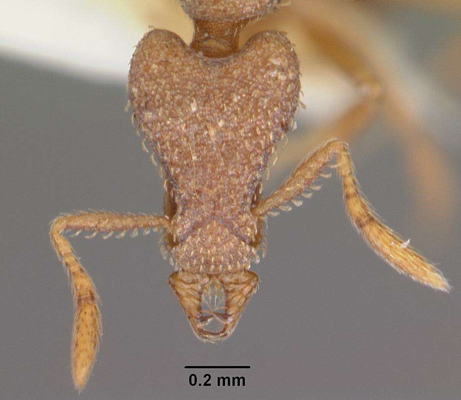 Sivun Strumigenys liophila kuva