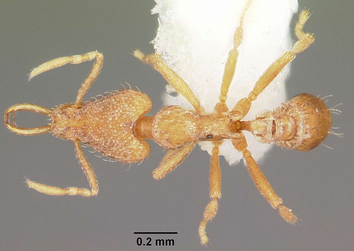 Image of <i>Strumigenys rofocala</i>