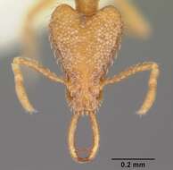 Image of <i>Strumigenys rofocala</i>