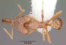 Image of Strumigenys amnesia