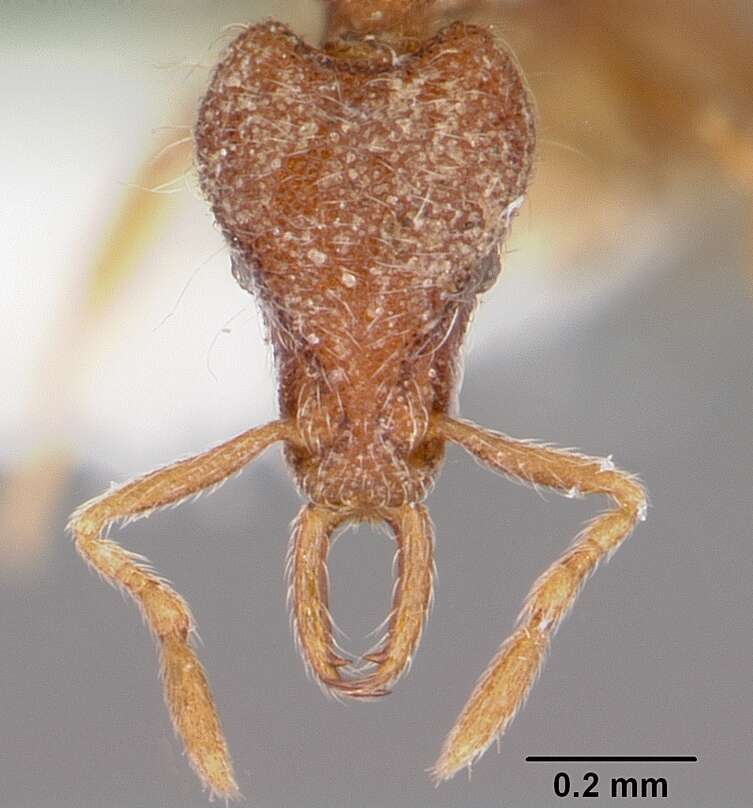 Image of <i>Strumigenys benulia</i>