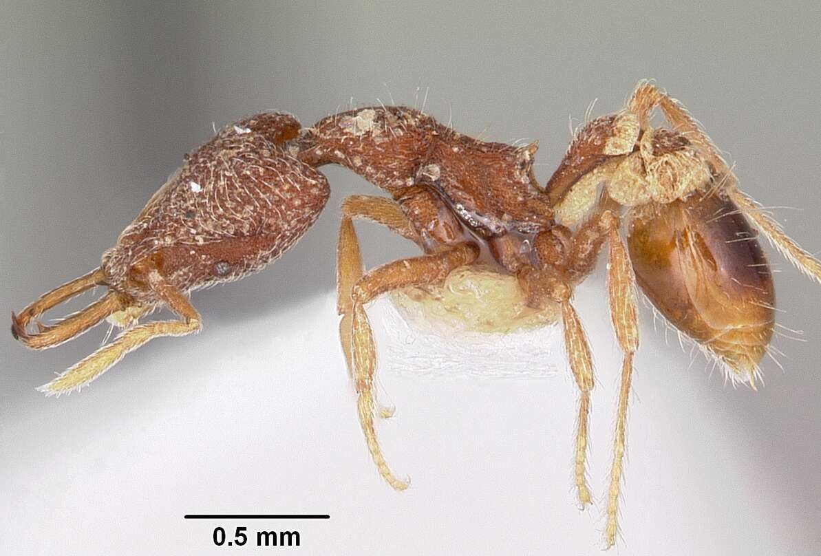 Image of Strumigenys dipsas