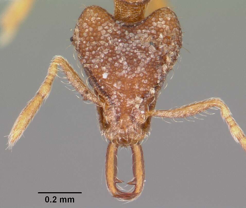 Image of Strumigenys disturba