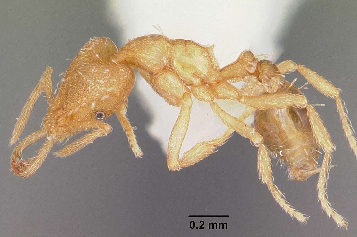 Image of Strumigenys dyshaula Bolton 1983