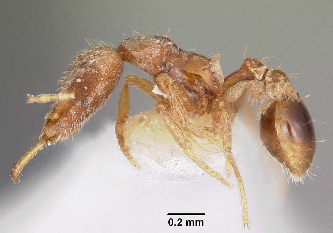 Image of <i>Strumigenys edaragona</i>