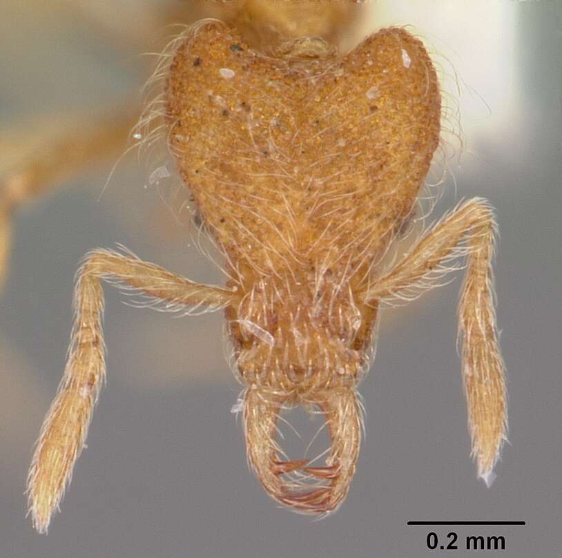 Image of Strumigenys habropilosa