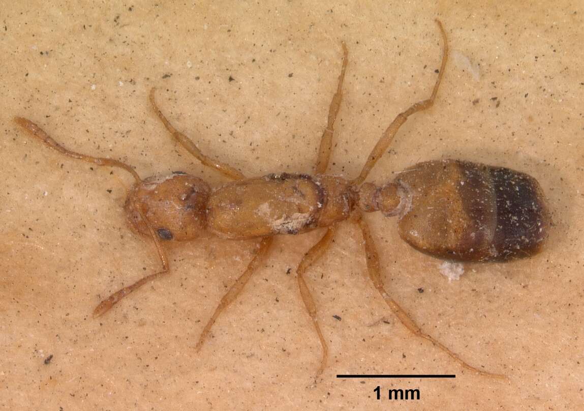 Image of Pharaoh ant