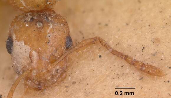 Image of Pharaoh ant