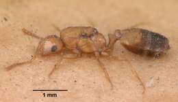 Image of Pharaoh ant