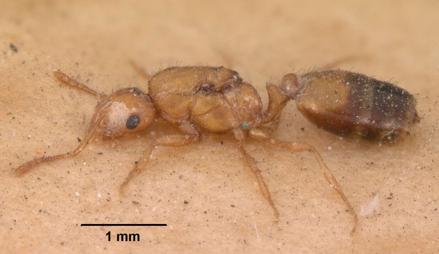 Image of Pharaoh ant