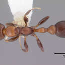 Image of Pseudomyrmex ejectus (Smith 1858)