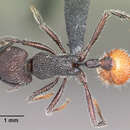 Image of Pogonomyrmex pronotalis Santschi 1922