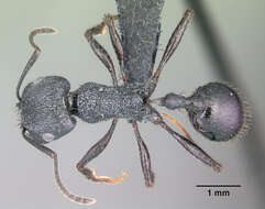 Image of Pogonomyrmex brevibarbis Emery 1906