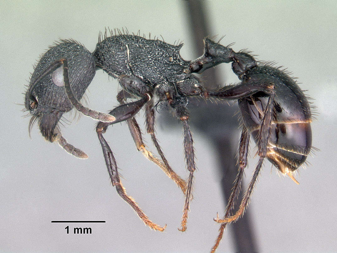 Image de Pogonomyrmex brevibarbis Emery 1906