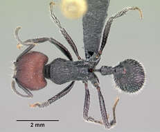 Image of Pogonomyrmex atratus Santschi 1922