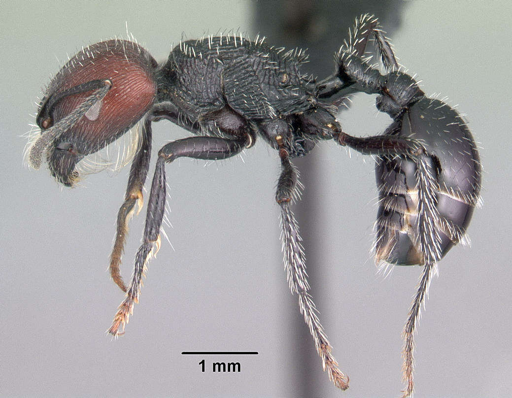 Image of Pogonomyrmex atratus Santschi 1922