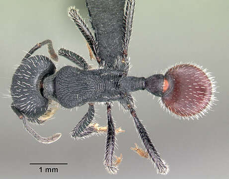 Image of Pogonomyrmex catanlilensis Gallardo 1931