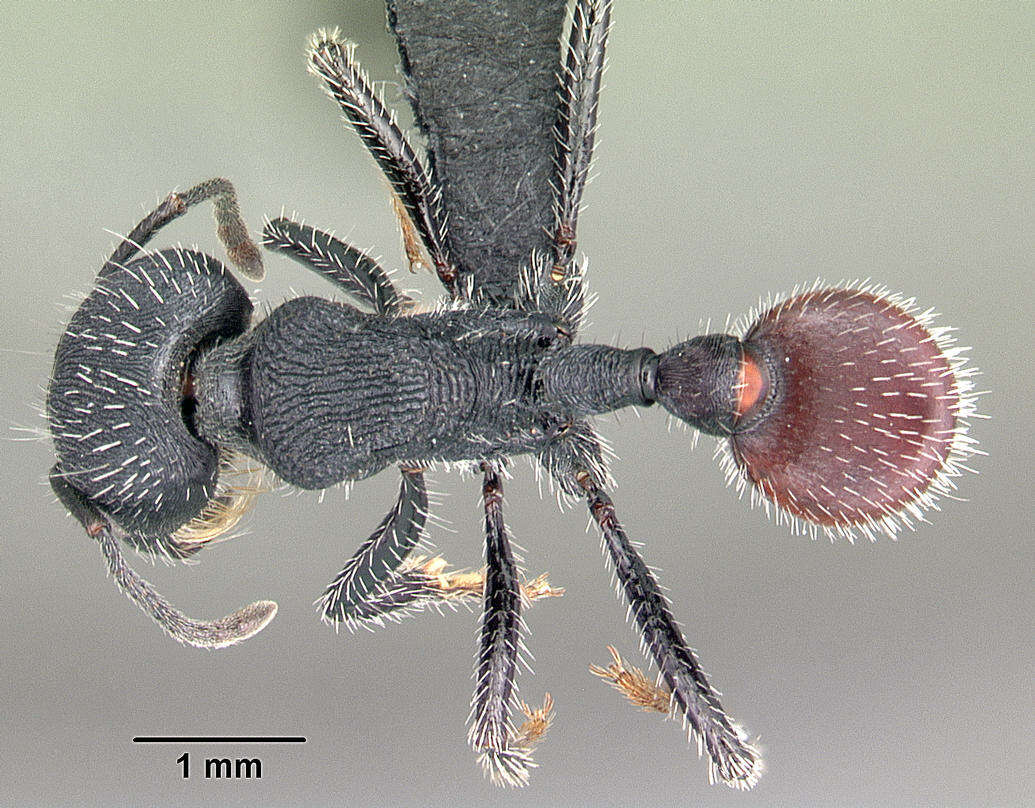 Image of Pogonomyrmex catanlilensis Gallardo 1931