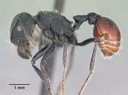 Image of Pogonomyrmex catanlilensis Gallardo 1931