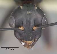 Image of Camponotus nearcticus Emery 1893