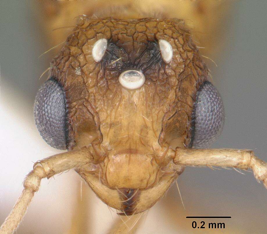 Image of Tetramorium