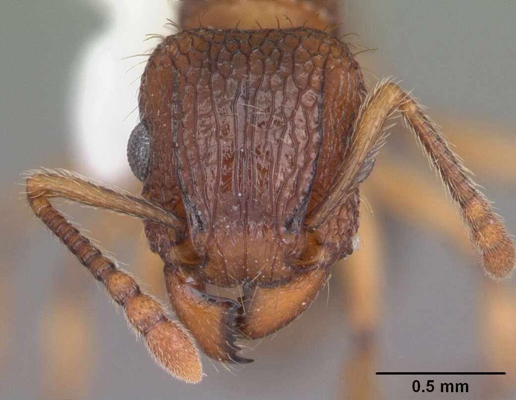 Image of Tetramorium