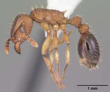 Image of Tetramorium