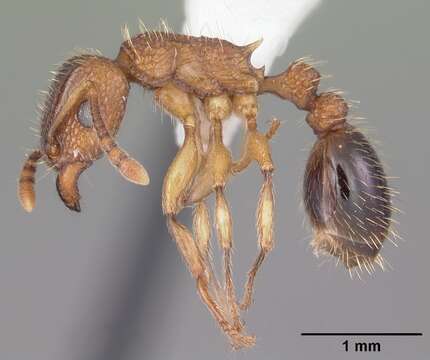 Image of Tetramorium