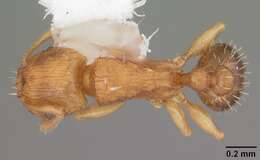 Image of Ant
