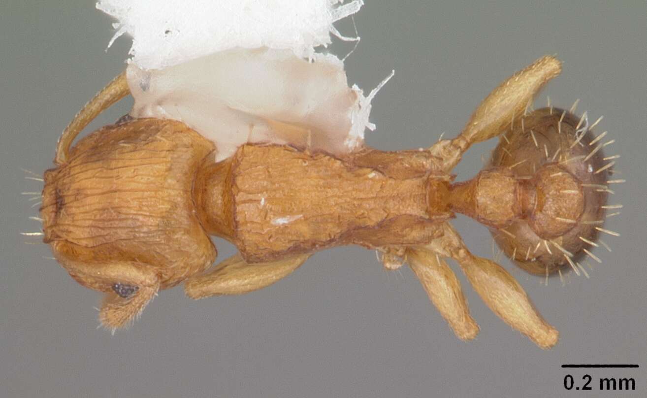 Image of Ant