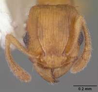 Image of Ant